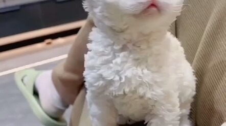 Here come the little lambs—don’t miss out if you love ’em!