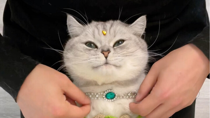 This cat didn’t come to the Central Plains to put on a dance performance!