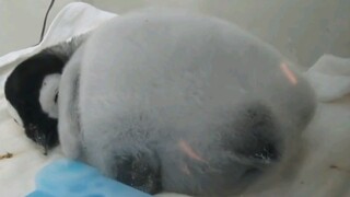 The tail is probably the main body of the baby penguin.
