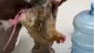 吸尘机和鸡的故事