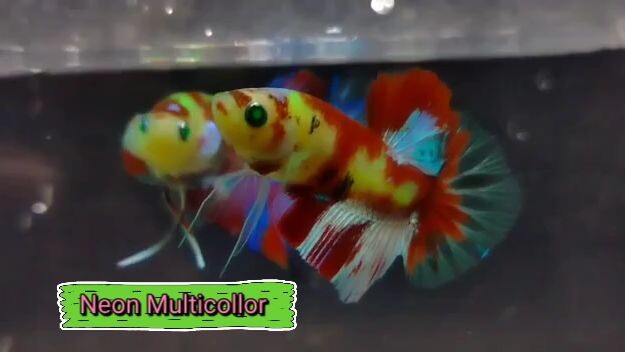 Betta fish Neon Multicolour/ Ikan Cupang Neon Multicolour