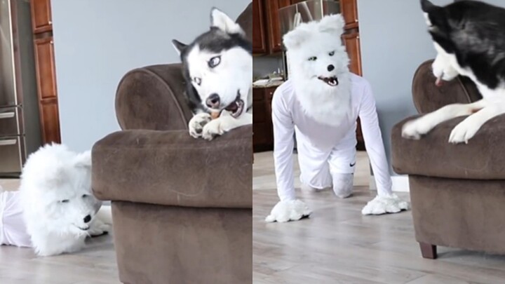 Ketika anjing Siberian Husky bertemu dengan Husky: Kawan, kenapa kamu jadi seperti ini?
