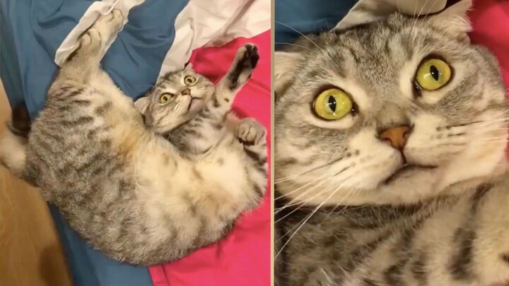My cat’s broken—does anyone know how to fix it?