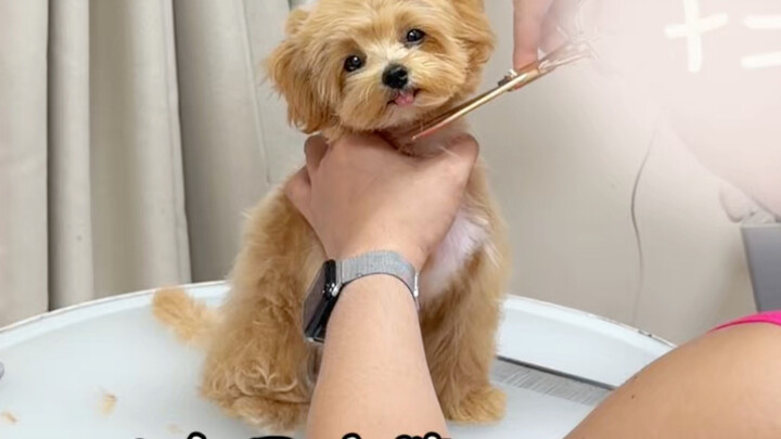 A Full Record of a 4-Month-Old Puppy’s First Grooming and Shedding…