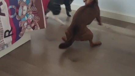 ครั้งนี้ทั้งสองตัวโกรธแล้ว #สงครามแมวกับสุนัข #สัตว์เลี้ยงน่ารัก #ลูกขนปุย