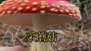 漂亮的蘑菇不能采