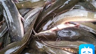 Ikan Lele Penghuni Kolam Air Tawar