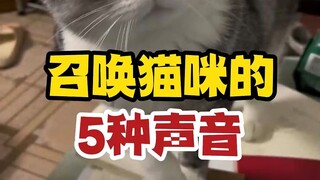 Chúng ta dùng "slurp, slurp" để gọi một con chó, vậy chúng ta dùng gì để gọi một con mèo?