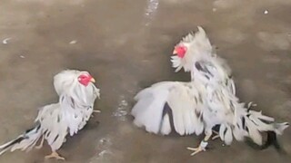 Nakauna na Manok ng Mamay kaso di kinaya ang kalaban - ‼️LOSS‼️