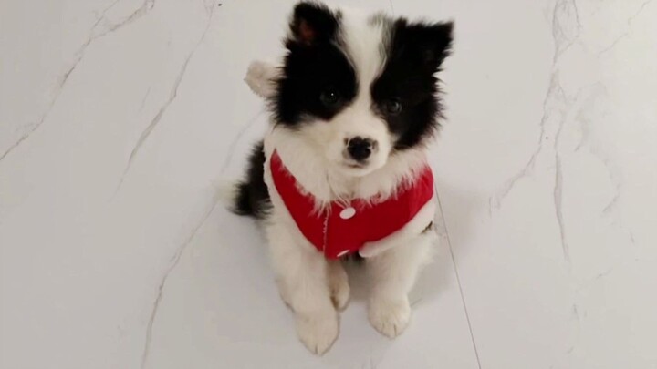 In 2022, I was browsing a dog market and spotted a tiny Border Collie puppy. It was so cute I just c