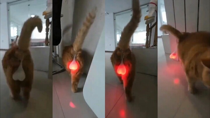 Mengajari Anda cara membantu Kucing Tua kembali perkasa