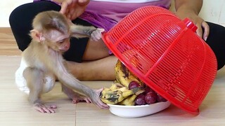 Very Smart baby monkey! little boy Maki Feeling Happy when open Basket see Lots of fruit On a plate
