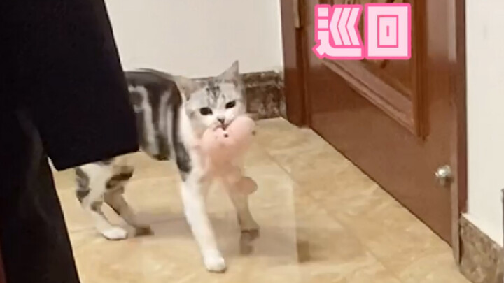 Is this a new breed of cat? Why does it act so much like a dog—snatching up anything you toss and br