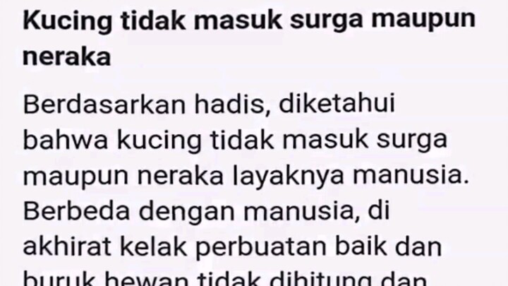 siyapa yang suka kucing 🐱