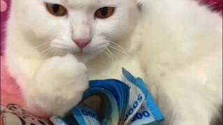 SUAMIKU CEO KELUARGA ZHANG KOE CHING #catlovers #dubbing #funny #korveleon #HonorOfKings