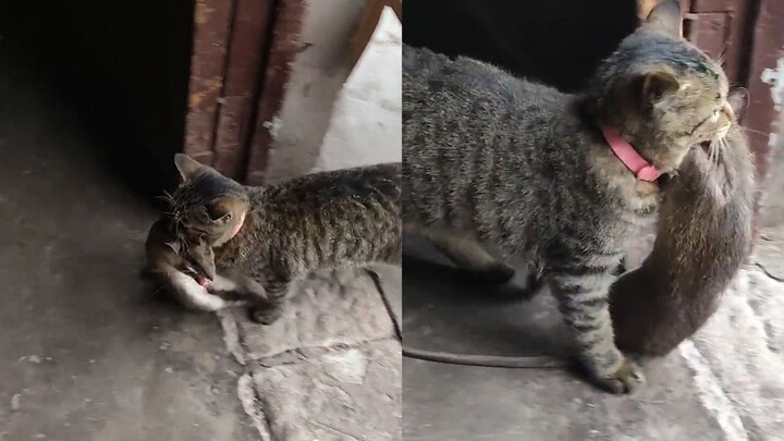 The cat proudly parades back and forth in front of its owner, mouse clamped firmly in its mouth—neti