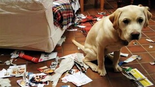 Funny Animal Videos 2023 😂 - Funniest Cats And Dogs Video 😺