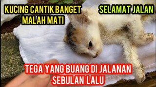 Berita Duka Kucing Cantik Cats Lovers Tv Ada Yang Meninggal Dunia..!