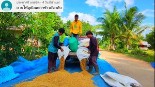 พาไปดูการตากข้าวครับทุกคน