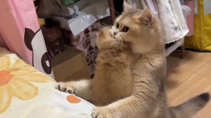 As soon as I get home from work, no matter how late it is, my cat always brings me a toy to play wit