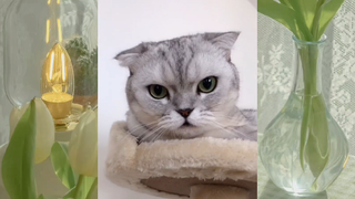 CUTE PET #น่ารัก&ตลก #5555+