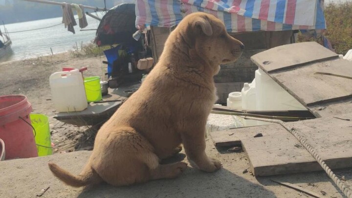 A rare loyal dog: a 51-day-old puppy stays faithfully at home and refuses to go out and play, waggin
