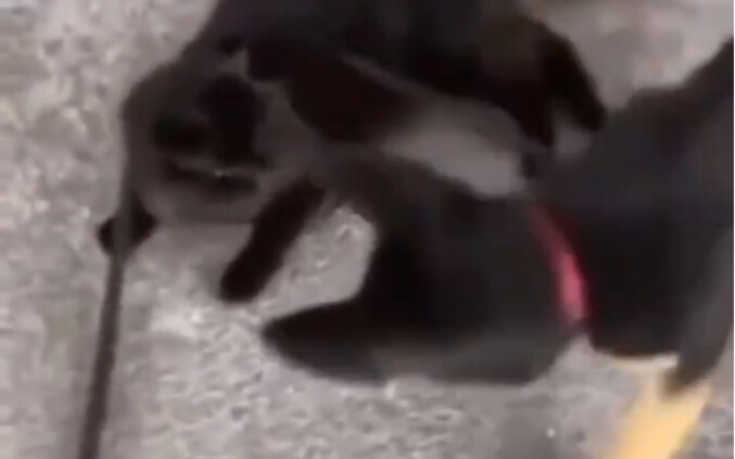 น้องหมาจะมีความคิดไม่ดีได้ยังไงล่ะ?