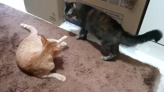 My cats fighting after 4 years being together