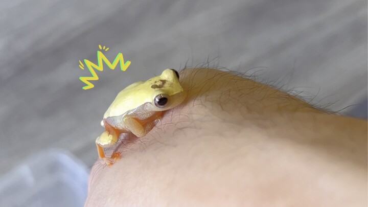 Should I do the little cheese snack or not? Can I just go for the crispy fried snacks?