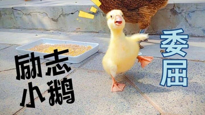 Inspiring little gosling—though its siblings are all gone and it’s constantly bullied, it remains op