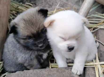 Cute Puppy: You Must Pet It