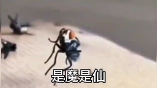 苍蝇：飞升大劫，恐怖如斯