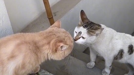 My cat’s online romance ended in a failed meet-up.