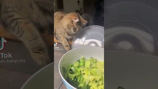 Cobalah untuk menahan tawa saat menonton video kucing paling lucu | Kucing lucu banget