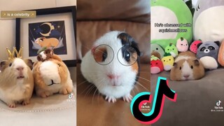 Guinea pig side of TikTok - Guinea pig TikTok Compilation #2