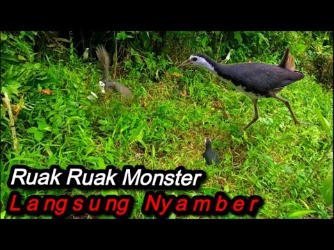 Jebak Ruak Ruak Langsung Nyamber