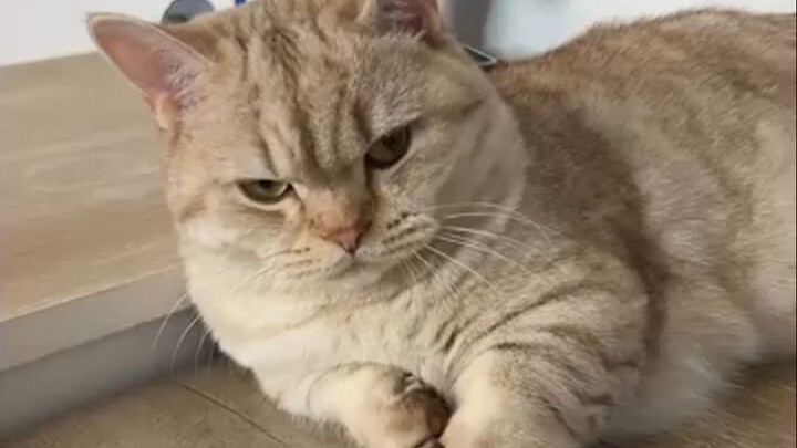 عندما يكون صاحب العقار قطة