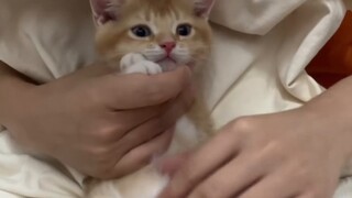 Memotong kuku anak kucing hanyalah siksaan bagi kedua belah pihak.