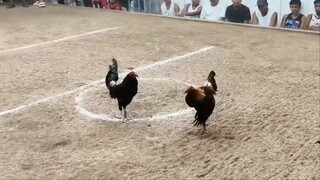 4 stag @ Solana Sports and Amusement Center WWWW🏆Second fight