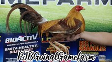 RJB GOLD WIN @ TERNATE COCKPIT ARENA (11/18/23) #RJBGoinalGamefarm #TeamRJB