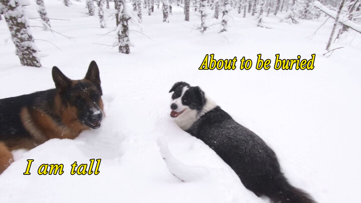 [Động vật]Cuộc sống hàng ngày của border collie: Đi dạo trong mùa đông