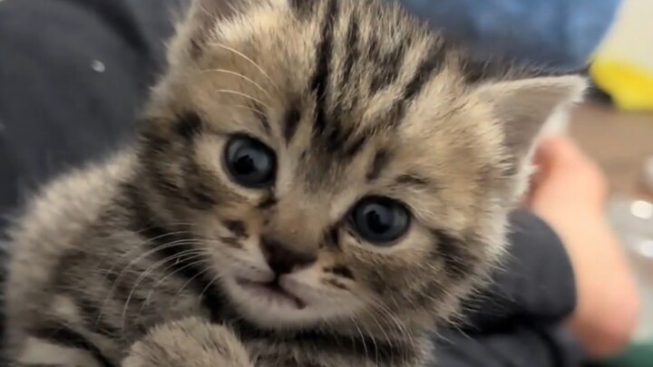 Itu kecil dan sangat lucu