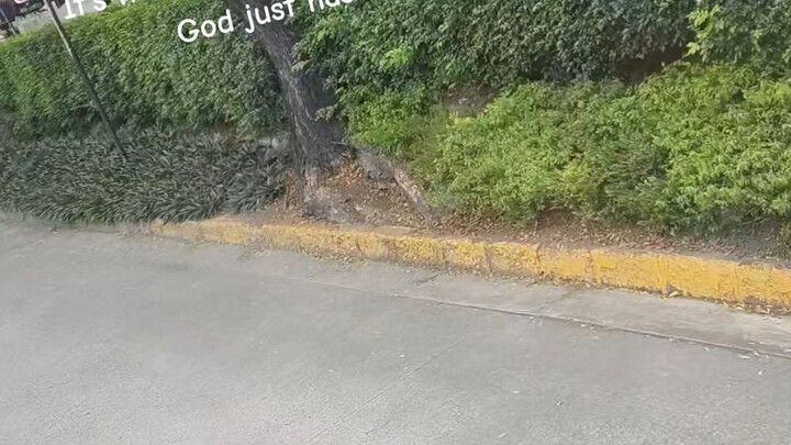 going los banos laguna