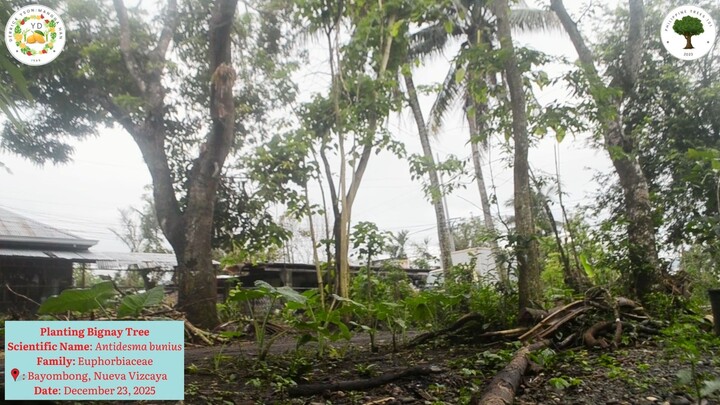 Planting Bignay Tree (Antidesma bunius)