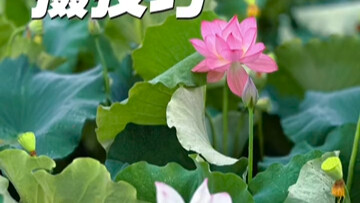 عشرة تقنيات تفصيلية لتصوير الزهور: عشر طرق شاملة لتصوير زهور اللوتس