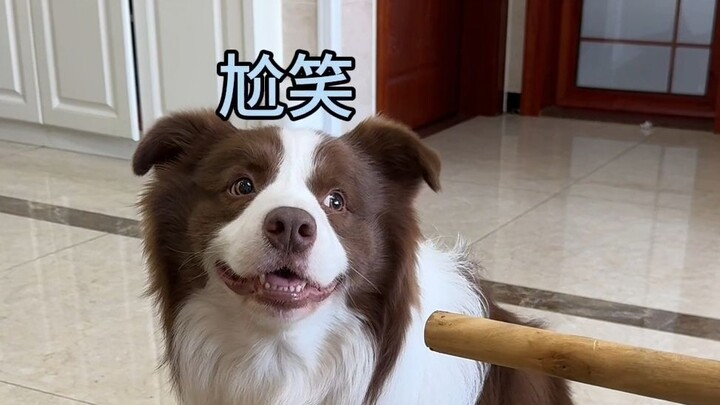 Different Apologetic Attitudes of Puppies After Making Mistakes