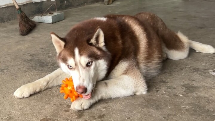 Anjing gembala ingin merebut mainan si Husky, tapi kalah tenaga dan cuma bisa marah-marah di samping