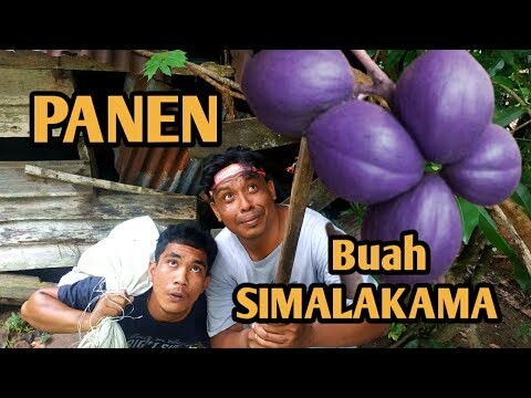 #Ngakak PANEN BUAH SIMALAKAMA#komedi_Lemtoe