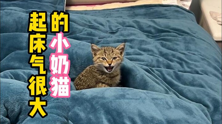 Catching a grumpy little kitten just after it wakes up!