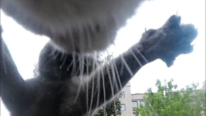 Meow, did that “foreign cat” run into you again?? Hold on—don’t lash out just yet; listen to me!